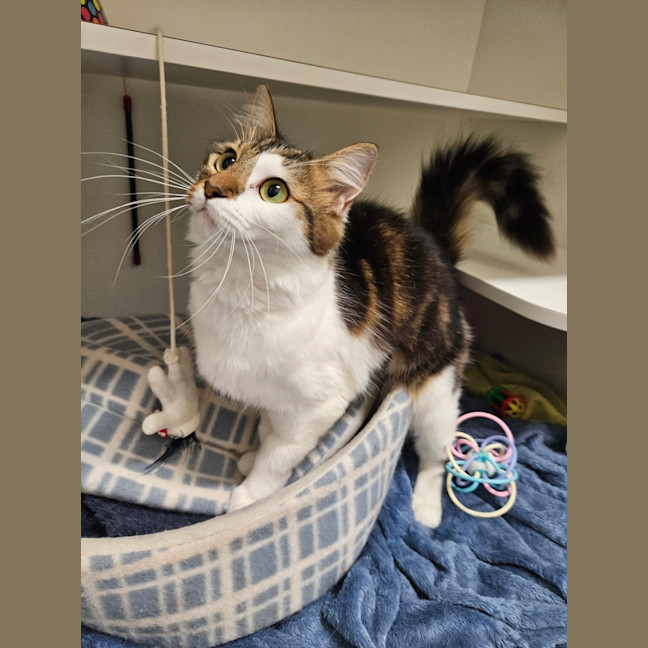 Photo of Patches 