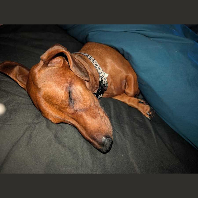 Photo of Bunji