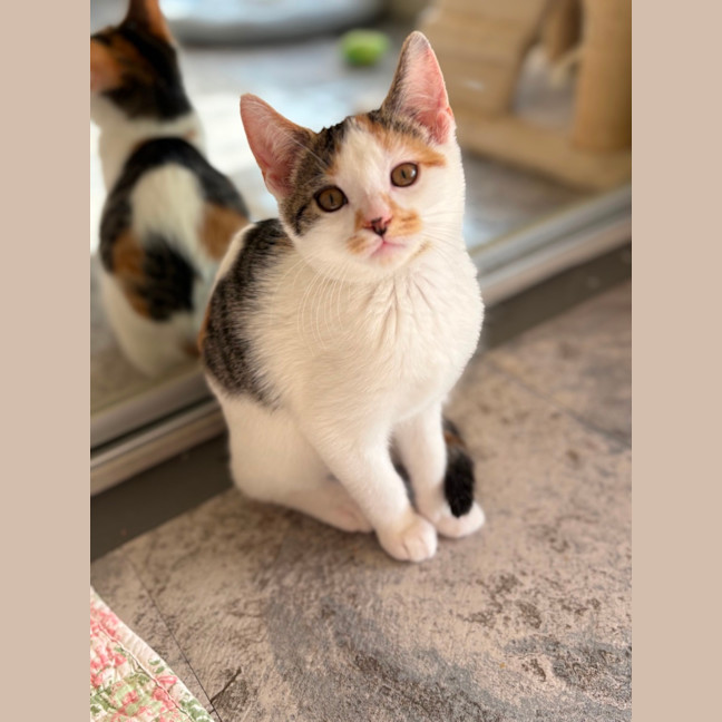 Photo of Star