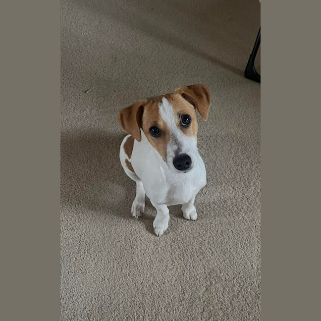 Photo of Tiny Teddy