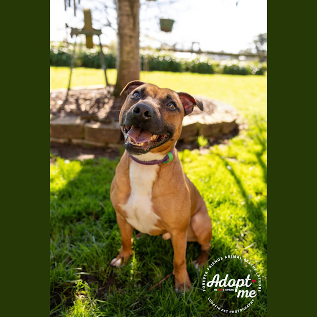 Photo of Whiskey
