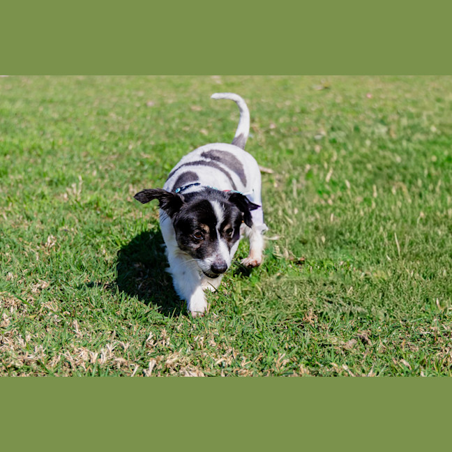 Photo of Bolt