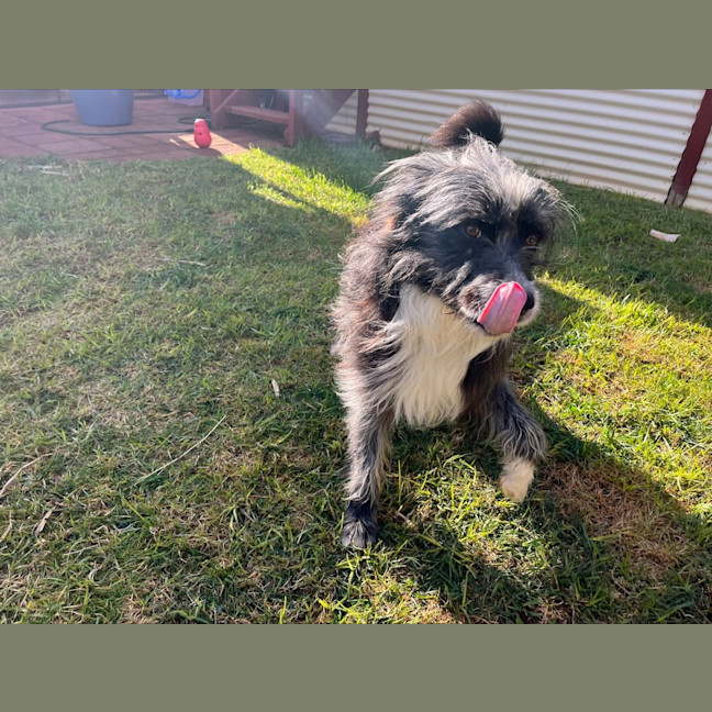 Photo of Alfie