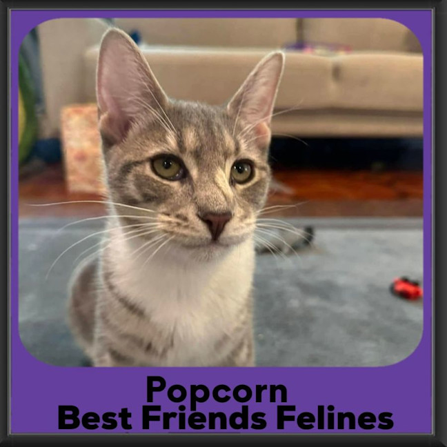 Photo of Popcorn