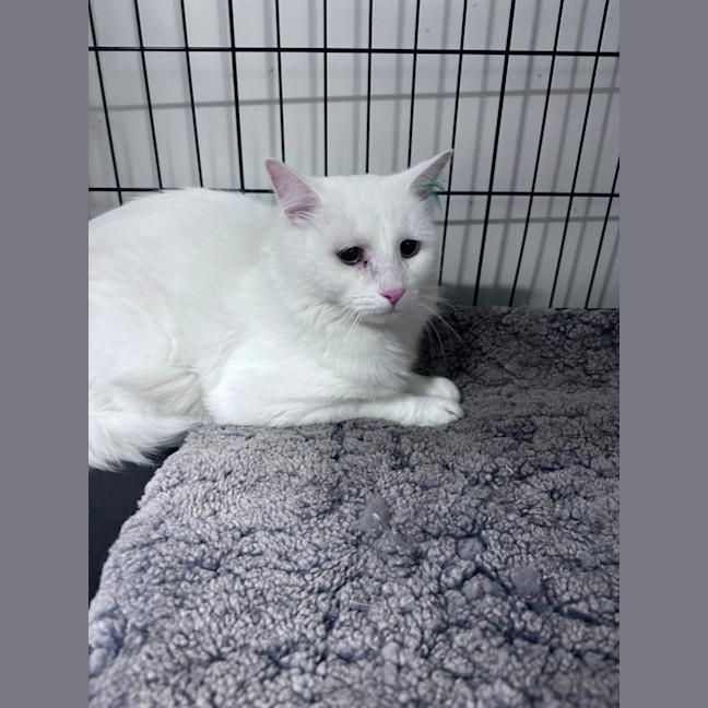 Photo of Snowy 