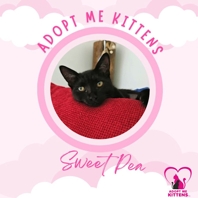 Photo of Sweet Pea
