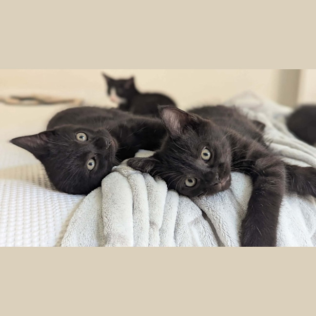 Photo of Meatball, Ziggy, Oreo & Chip