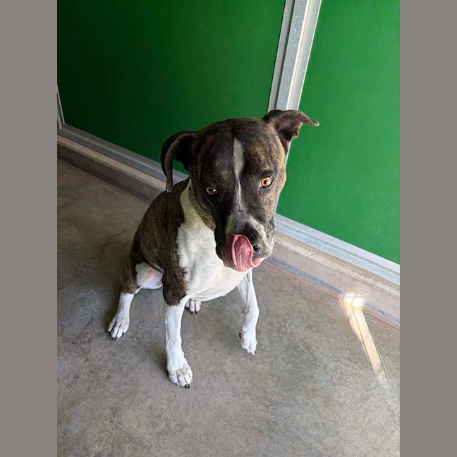 Photo of Diesel