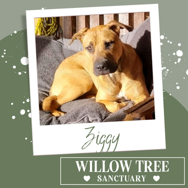 Photo of Ziggy