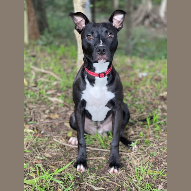 Photo of Hickory
