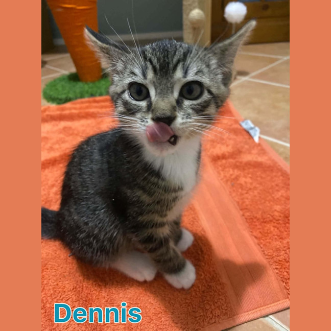 Photo of Dennis