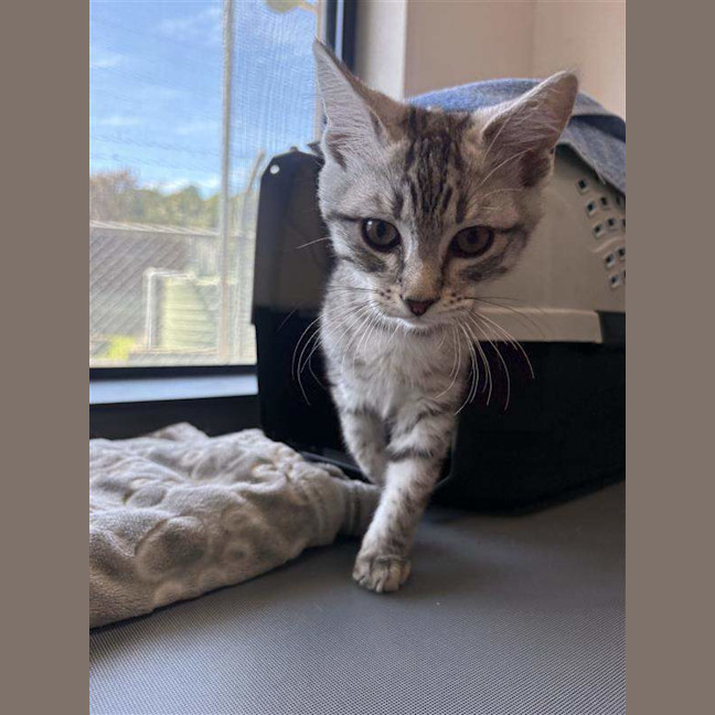 Photo of Rambo