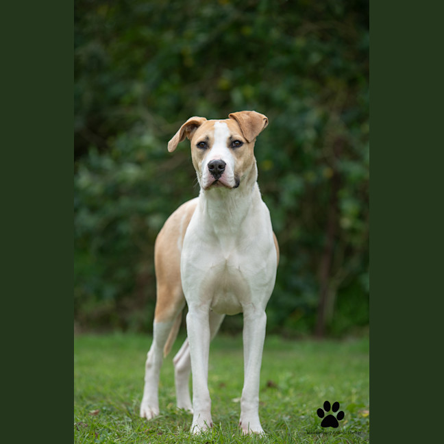 Photo of Shylo