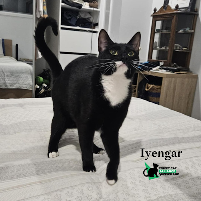 Photo of Iyengar