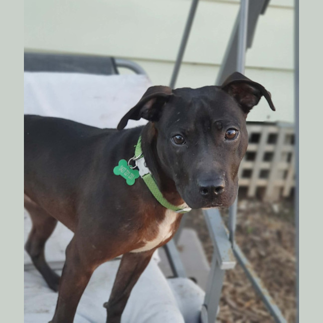 Photo of Jetta