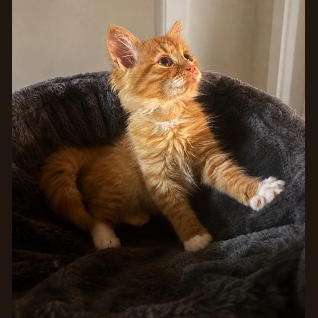 Photo of Dorito K87