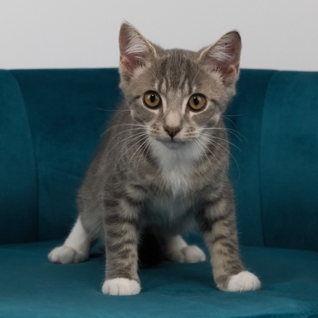 Photo of Penny