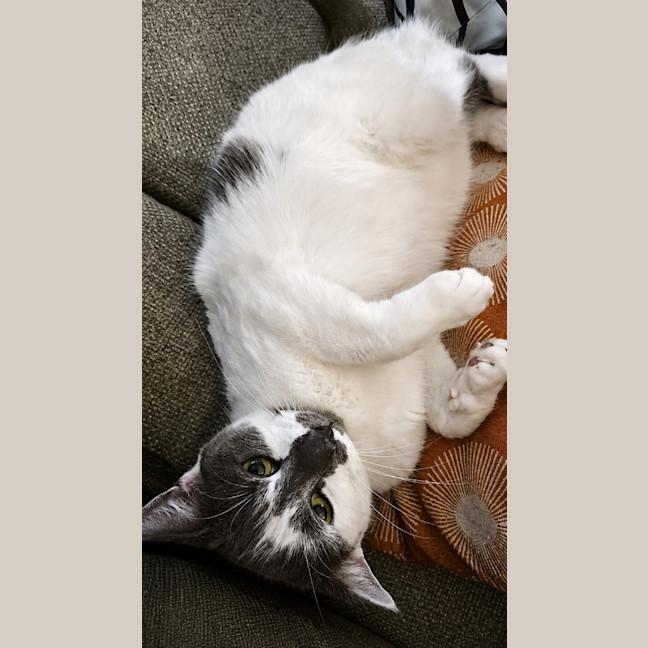 Photo of Lucky