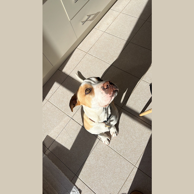 Photo of Kneazle