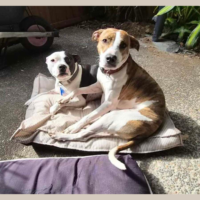Photo of Harley And Hazel