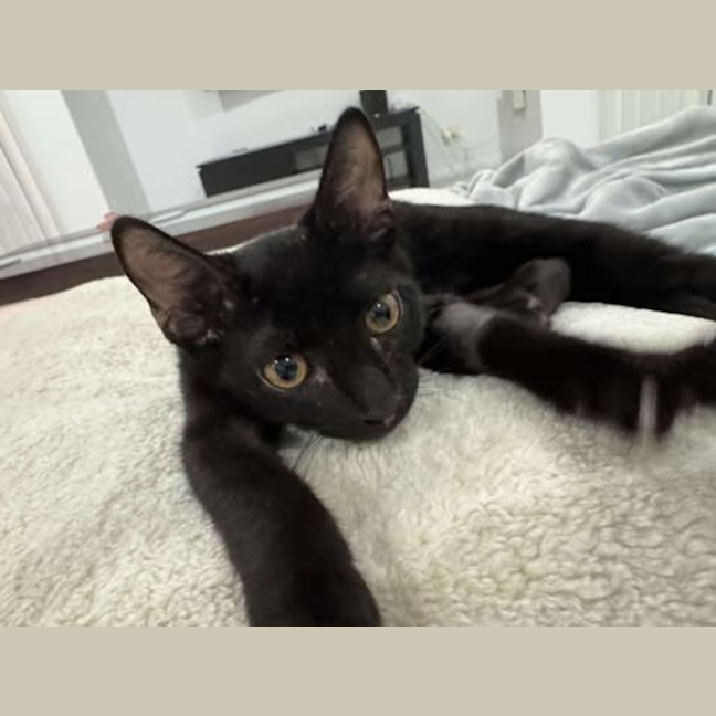 Photo of Toothless