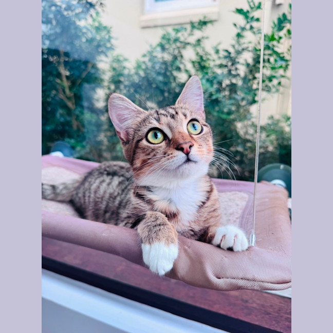 Photo of Buttercup