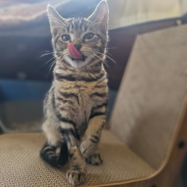 Photo of Orion   Located In Wallan