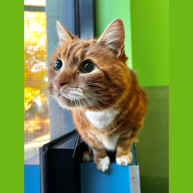 Photo of Sheeran