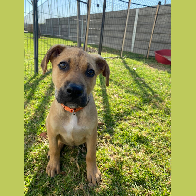 Photo of Michelangelo