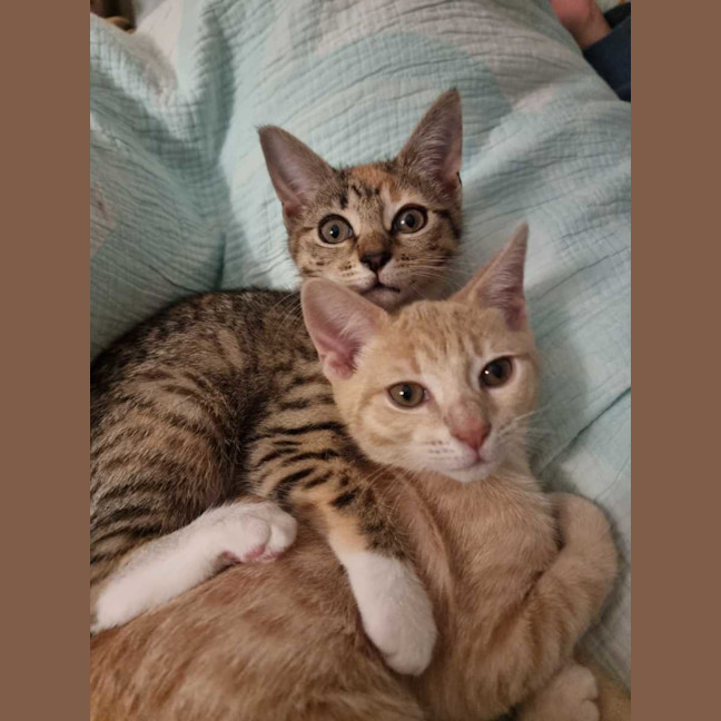 Photo of Ginger & Lily