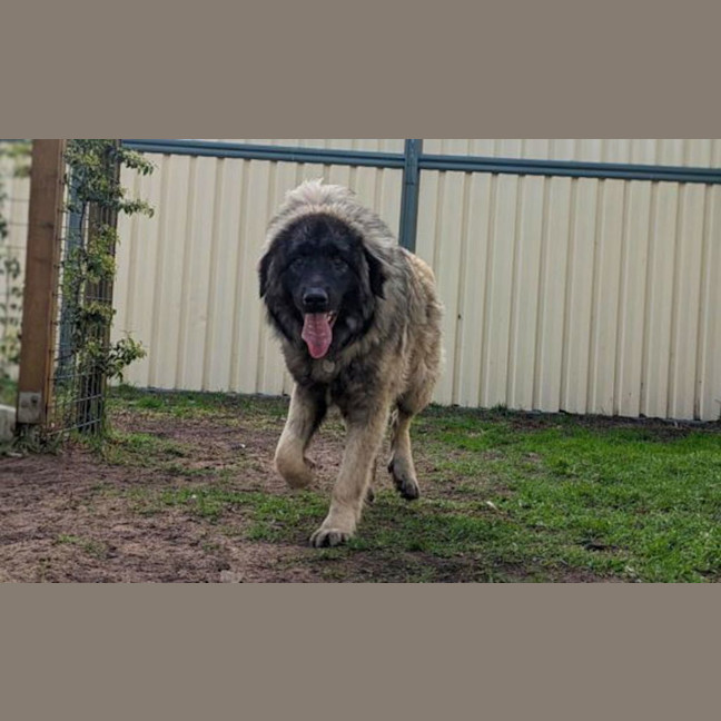 Photo of Hank