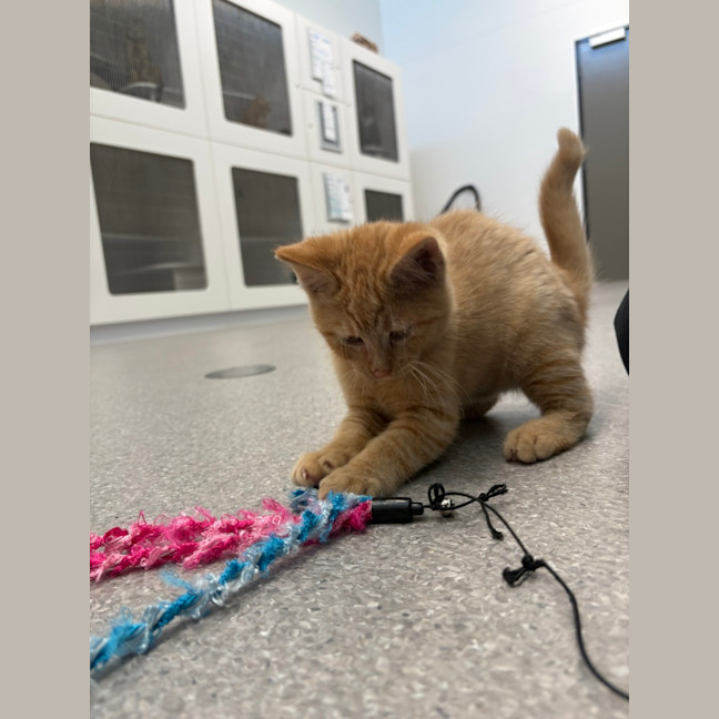 Photo of Garfield