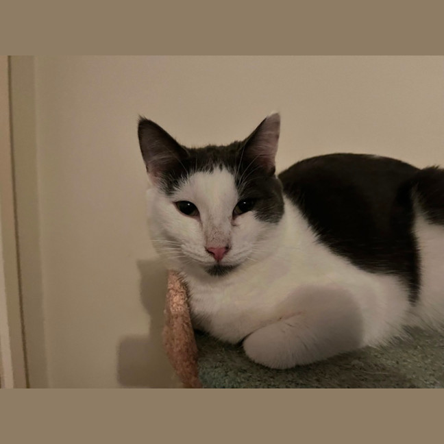 Photo of Admiral Turbo Meowington Iii *9 Lives Project*