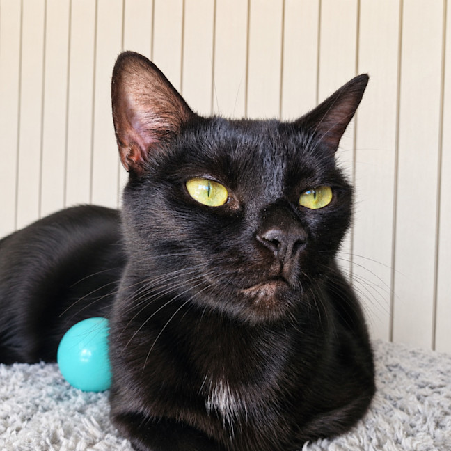 Photo of Coco
