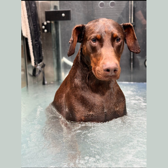 Photo of Rusty ** A Good Boy **
