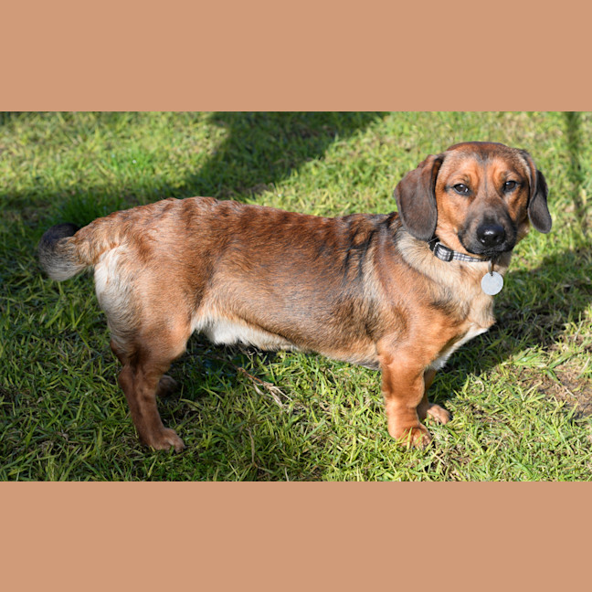 Photo of Oscar