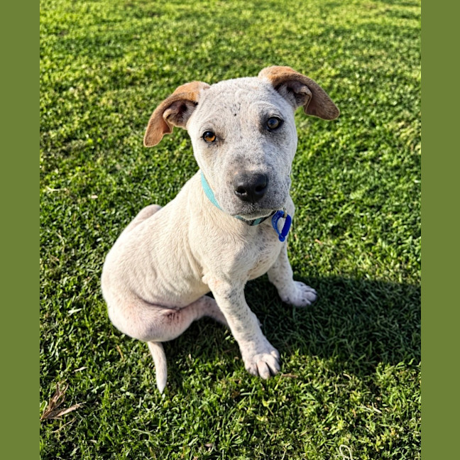 Photo of Matilda   13 Week Old Cattle Dog