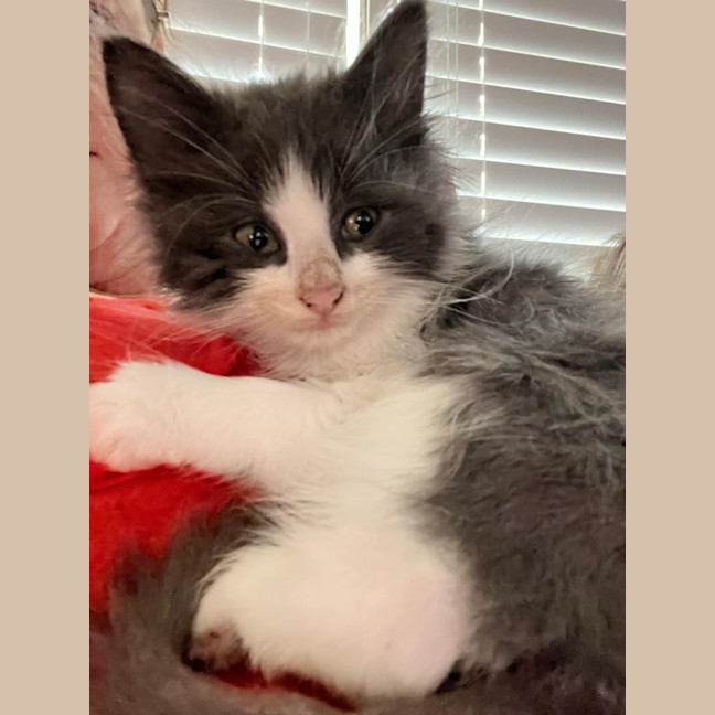 Photo of Smudge
