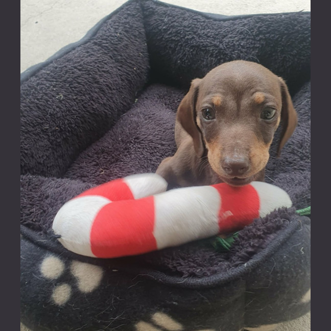 Photo of Tater Tot (Winston)