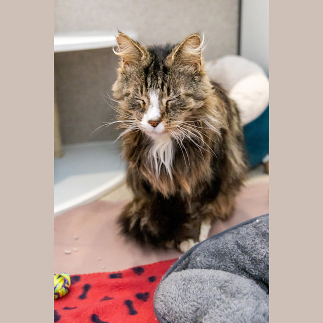 Photo of Donald Bradman