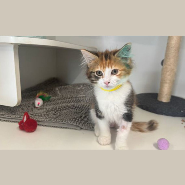 Photo of Pumpkin