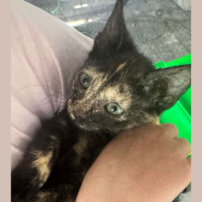 Photo of Naughty Torti