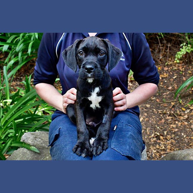 Photo of Indiana Bones