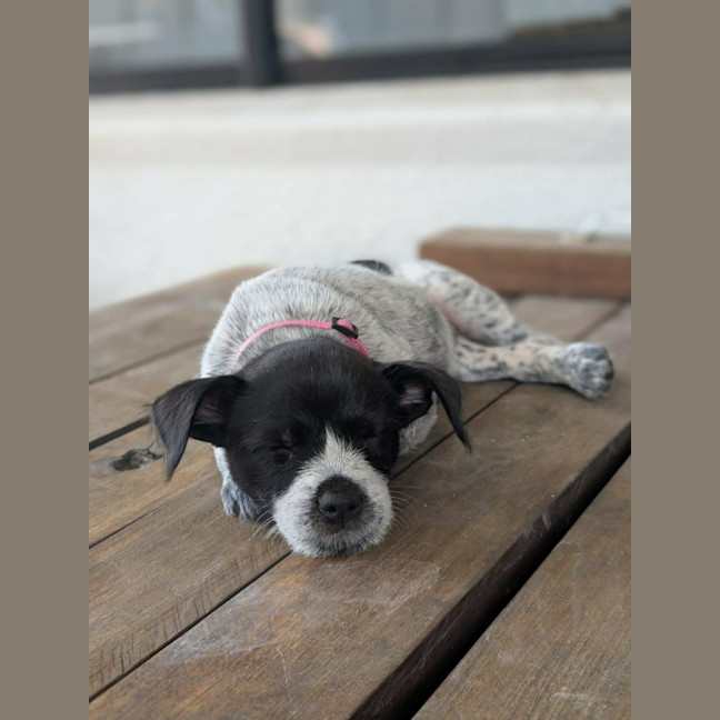 Photo of Evie