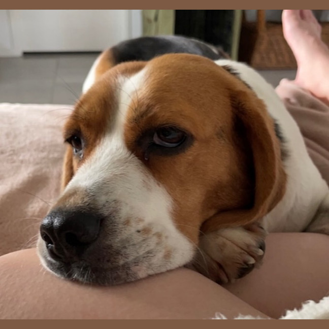 Photo of Siesta