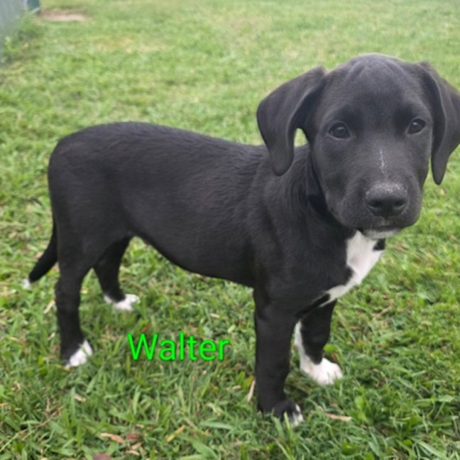Photo of Walter