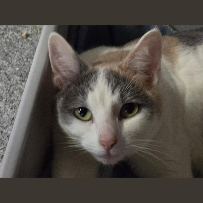 Photo of Marshmallow 