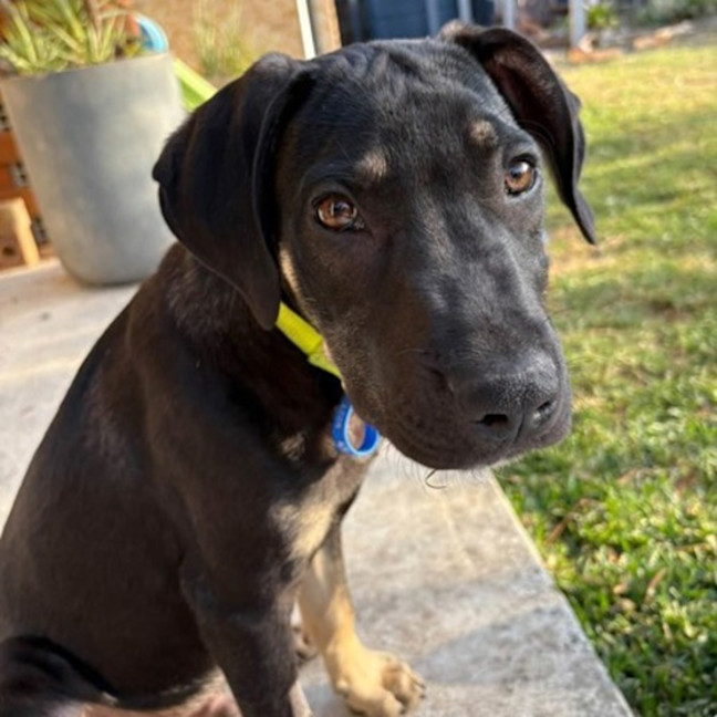 Photo of Apollo