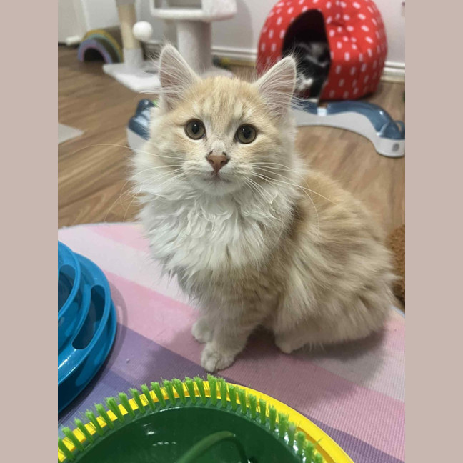 Photo of Juniper   In Foster In Doreen