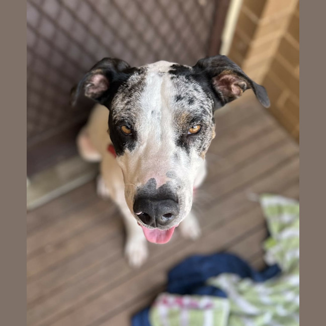 Photo of Rosco